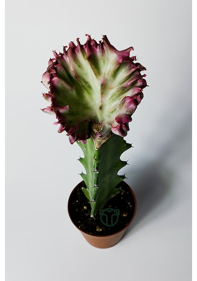 Euphorbia Lactea Cristata Variegata Özel Seri Koleksiyon Aşılı Form 5.5 Cm Saksıda 1 Adet