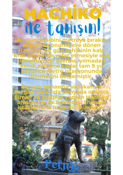 Petjoo 19.Hachiko Mavi-Sarı Qr'lı Köpek Künyesi