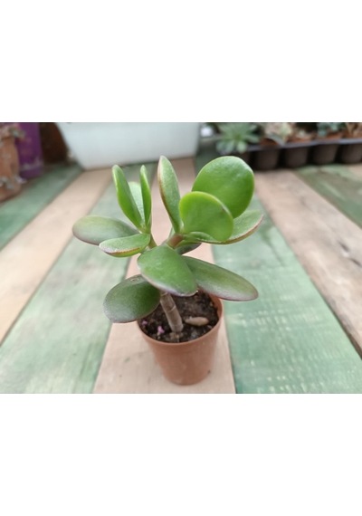 Crassula Ovata Saksılı Para Ağacı Sukulent 10-20 Cm