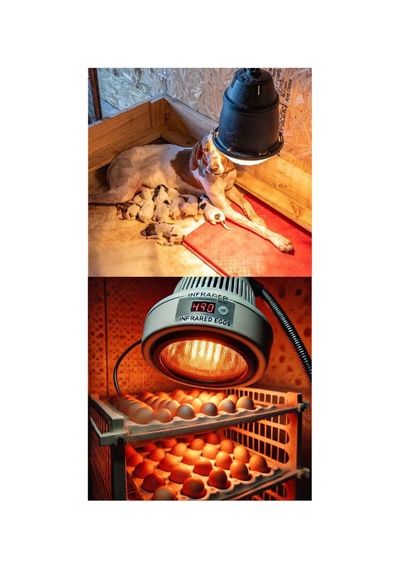 Philips 250w Kızılötesi Infrared Hayvan Isıtma Ve Fizik Tedavi Lambası, Kırmızı Işık, Br125