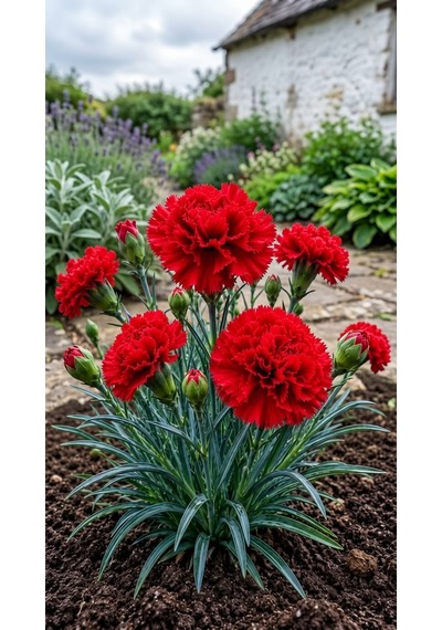 Kırmızı Karanfil Fidanı 1-2 Yaş Arası Dianthus Caryophyllus Canlı Kırmızı Çiçekli