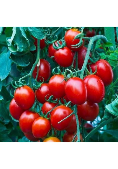 Nadir Herliom Red Cherry Domates Tohumu 15 Tohum