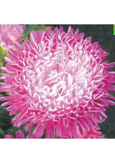 10 Adet Natural Aster Milady Pink Heirloom Tohumu