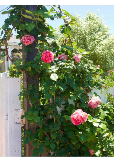 Sarmaşık Ponpon Pembe Renk 100 150 Cm Saksılı Aşılı Gül