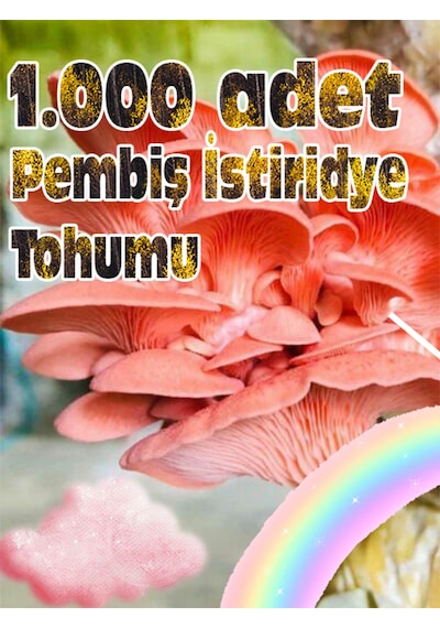 Pembe İstiridye Mantarı Miseli Tohumu Vakumlu 100 Gram Ekim Kılavuzu