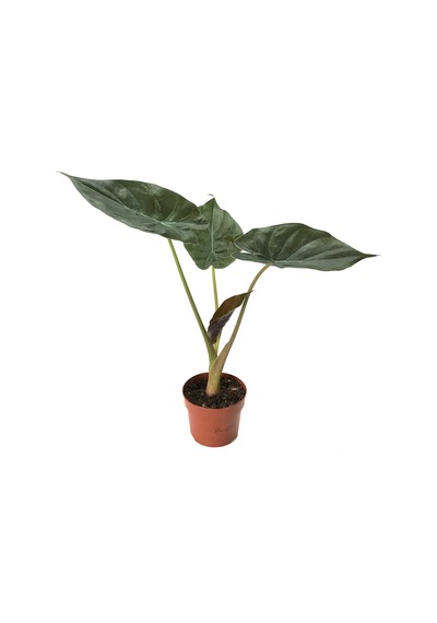 Alocasia Wentii (Fil Kulağı) Ø12 CM Y35-40 CM