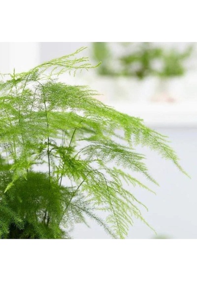 Çok Avantajlı Asparagus Salon Bitkisi