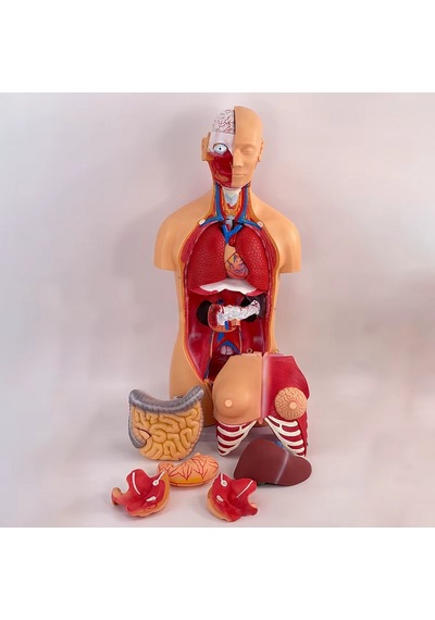 İnsan Vücudu Modeli Torso 85cm 23 Parça Unisex Kadın Erkek Tam Boy Gerçekçi Renkler Kaideli