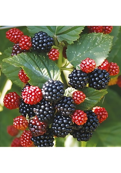 Böğürtlen Jumbo 50-75 Cm Boyunda Tüplüdür