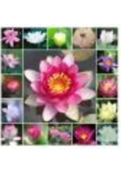 Nadir Ithal Lotus Tohumu 15 Tohum Lotus Çiçeği Tohumu Nilüfer Tohumu Su Zambağı Tohumu Zambak Tohumu