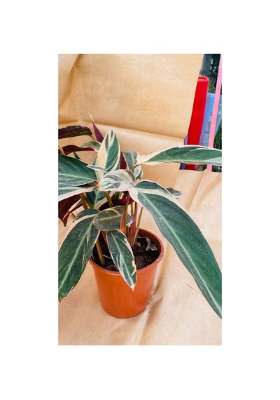 Calathea Triostar İthal