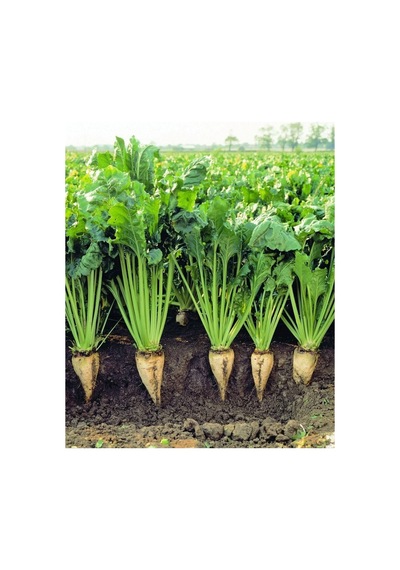 Agrodal Tarım Ata Tohumu Yerli Şeker Pancarı 100 Adet Tohum Sku: Smgstk9484f29634 Açık Gri