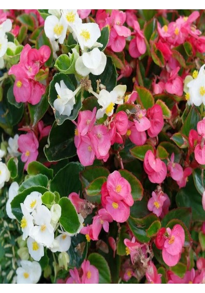 Videolu Karışık Renk Mini Şeker Begonya 5 15 Cm 2 Adet Saksılı Bodur Bitki Begonia Semperflorens