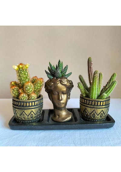 Kaktüs & Haworthia 3'lü Sukulent Seti | Helen Gold Serisi
