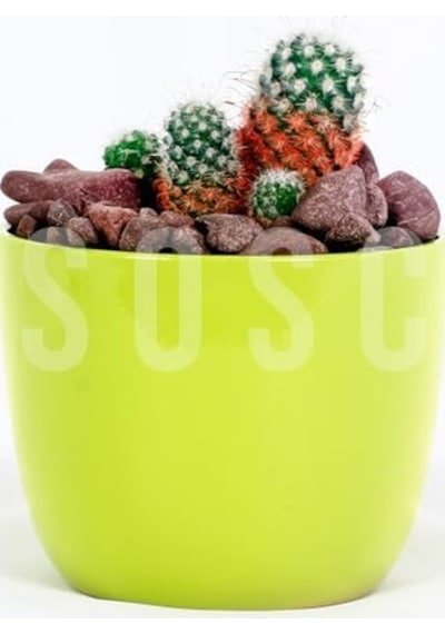 Bordo Çakıl Taşı Dolomit Taşı Bahçe Süsü Akvaryum Taşı Dere Çakıl Taşı 2-3 Cm 3 Kg