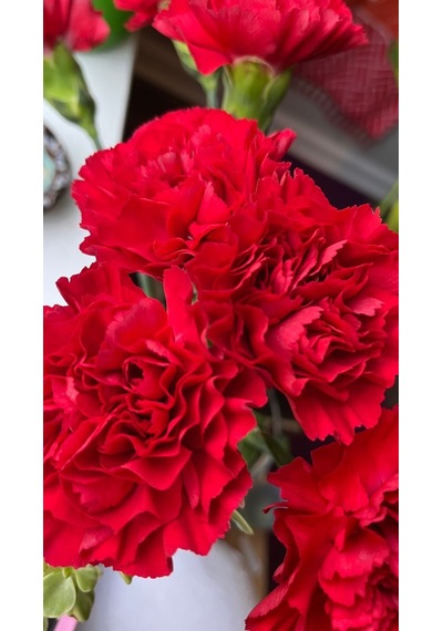 Kırmızı Karanfil Fidanı 1-2 Yaş Arası Dianthus Caryophyllus Canlı Kırmızı Çiçekli