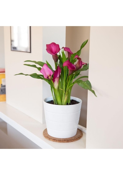 Gala Gelin Çiçeği Calla Lily Pembe 10-20 Cm