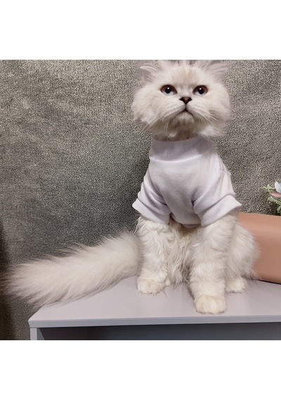 Kedi Ve Köpek İçin Düz Beyaz Tshirt
