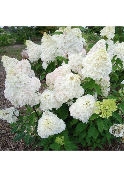 Beyaz Çiçekli Paniculata Ortanca Fidanı 1-2 Yaş Arası Saksılı