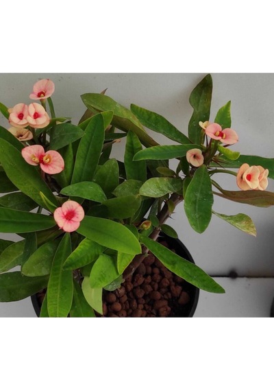 Videolu Milli Dikenler Tacı 32 45 Cm Saksılı Euphorbia