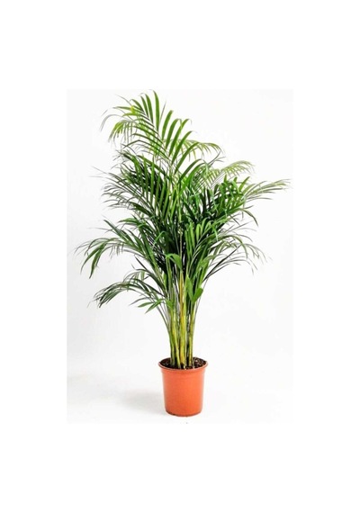 Areca Dypsis Lutescens - Areka Palmiyesi - Ev Ofis Salon Iç Mekan Bitkisi - 70 Cm