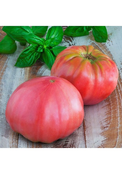 Bykurt Sunagri Pembe Köy Domatesi Tohumu - Açık Tarla İçin Sert Kabuklu Pembe Renkli Lezzetli Pembe Köy Domatesi Bykurt Sunagri Pembe Köy Domatesi Tohumu - Açık Tarla İçin Sert Kabuklu Pembe Renkli Lezzetli Pembe Köy Domatesi