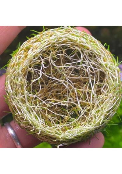 Mini Parvula In Vitro Cup Canlı Bitki
