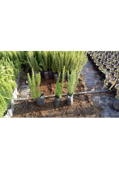 20 Adet Biberiye Fidanı Rosmanirus Officinalis Dahil