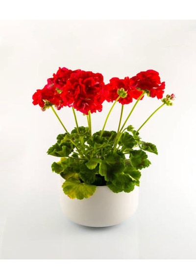 Karışık Renk 3 Adet Sardunya Çiçeği Fidanı 30-60cm Saksılı Geranium