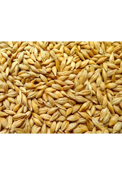 Doğal Arpa 5 Kg Tavuk Güvercin Kuş Kanatlı Yemi Yemlik Tane  Arpa