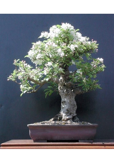 Beyaz Zakkum Bonzai Ağacı Tohumu 5 Tohum + Bonsai Tohumu