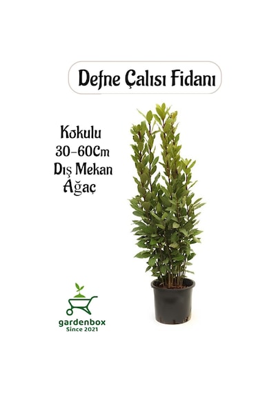 Saksılı Defne Ağacı Fidanı 1 Adet Saksılı Laurus Nobilis