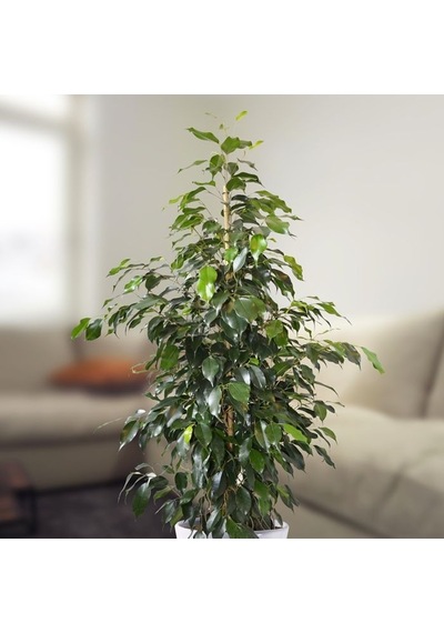 Benjamin - Ficus Benjamina 90 Cm 2 Adet
