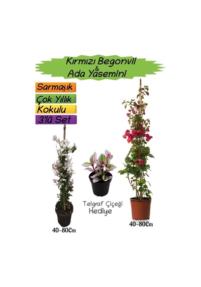 Kırmızı Renk Begonvil+kokulu Ada Yasemini+telgraf Çiçeği 3'lü Peyzaj Seti
