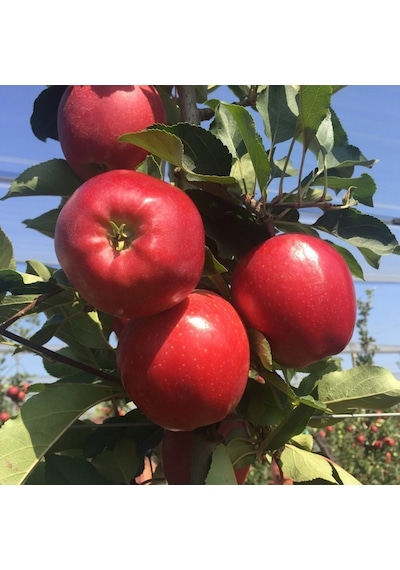 Tüplü Aşılı Yarıbodur Verimli Red Jonaprince Elma Fidanı