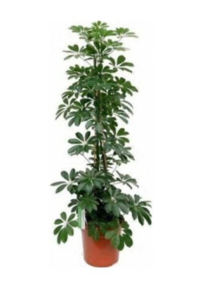 Videolu Şeflera Bitkisi 50 60 Cm 1 Adet Saksılı Iç Mekan Bitkisi Schefflera Arboricola Nora