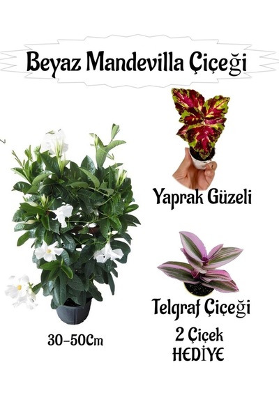 Beyaz Mandevilla Çiçeği 1 Adet Saksılı+yaprak Güzeli-telgraf Çiçeği Hediyeli