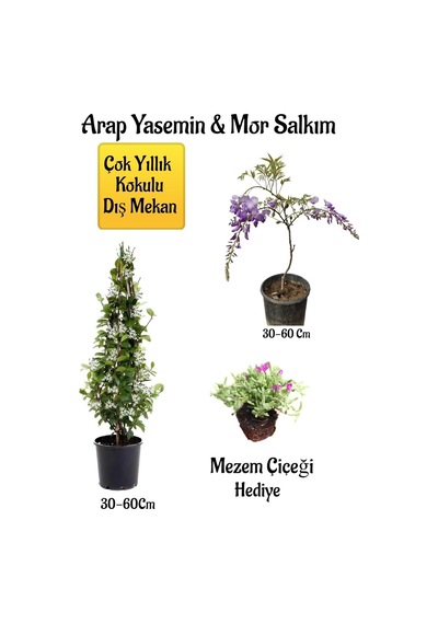 Kokulu Arap Yasemin Çiçeği+mor Salkım Ağacı Fidanı Mezem Çiçeği Hediyeli Peyzaj Seti