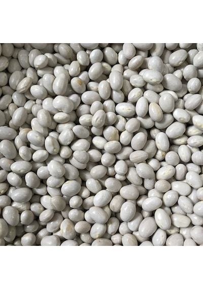 Yerli Oturak Şeker Fasulye Tohumu 100 GR N111538