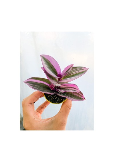 Pembe Çiçekli Telgraf Çiçeği Fidanı 10-20 Cm