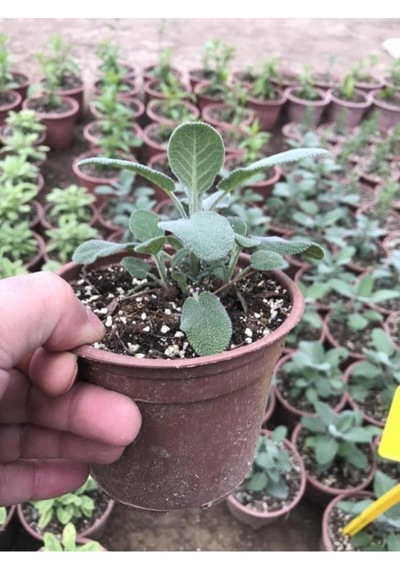Adaçayı Fidanı Fidesi 10-20 Cm