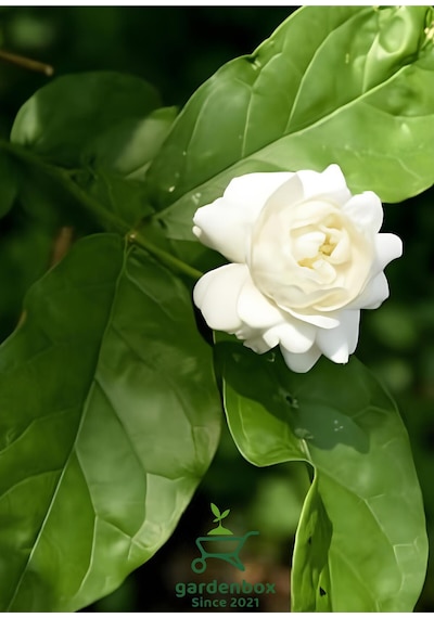 Yoğun Kokulu Katmerli Ful Yasemin Çiçeği 1 Adet Saksılı 30-60cm Jasminum Sambac