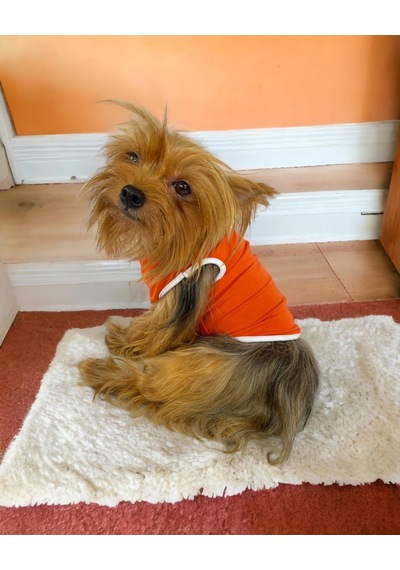 Kemique Basic Orange Atlet Köpek Kıyafeti Köpek Elbisesi