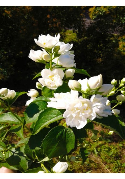 Videolu Gardenya Çiçeği 30 50 Cm 1 Adet Saksılı/ Tüplü Çiçekli Bahçe Bitkisi Balkon Gardenia