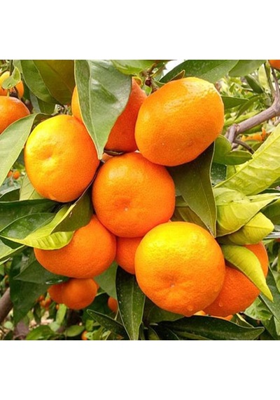 2 Yaş Aşılı Satsuma Mandalina Fidanı