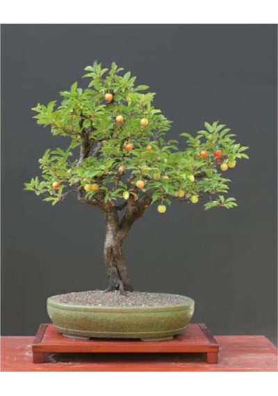 Kiraz Bonzai Ağacı Tohumu 5 Adet Bonsai Ağacı Tohumu
