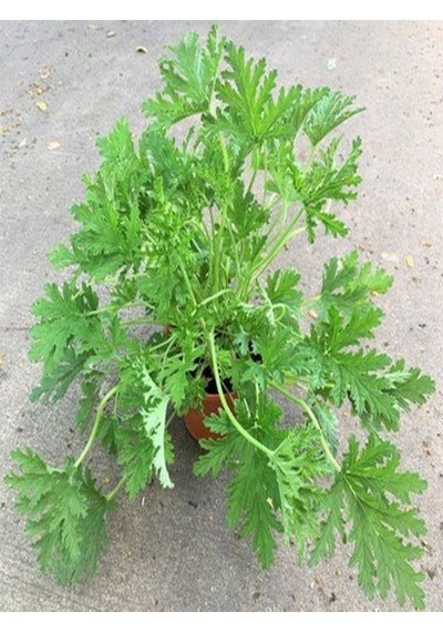 Videolu Öğretmenler Gününe Özel Itır Çiçeği 20 30 Cm 2 Adet Iç Mekan Bitkisi Pelargonium