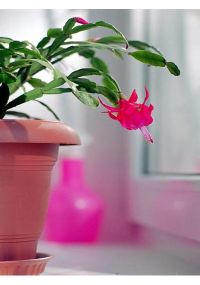 Pembe Yılbaşı Çiçeği Fidanı 20-40 Cm Saksılı Çiçekli Bodur Bitkiler Zygocactus