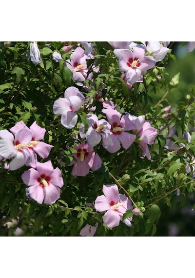 Tüplü Çit Hatmi Çiçeği Hibiscus Syriacus Fidanı