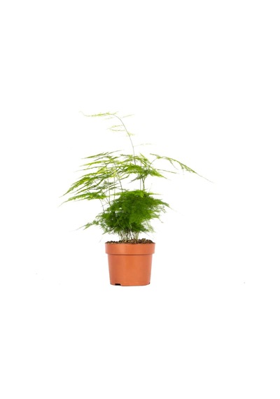Kuşkonmaz 30-40 Cm Yeşil